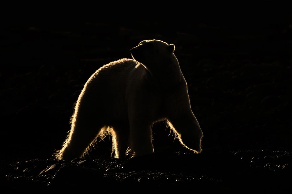Polar bear in backlight