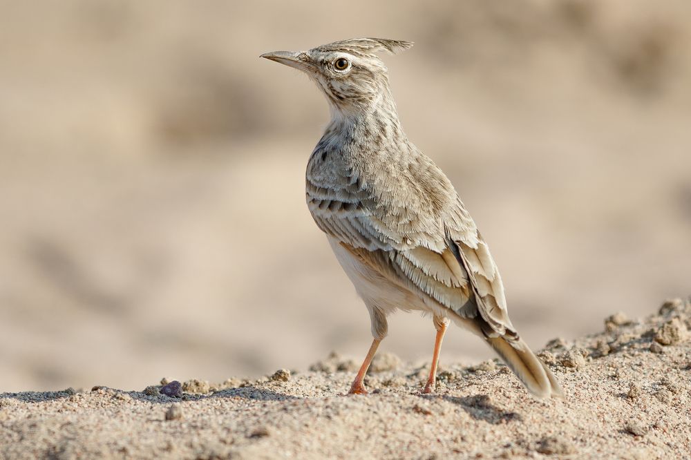 Хохлатый жаворонок