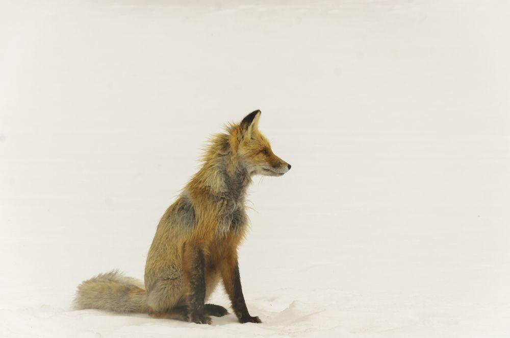 голодный лисец