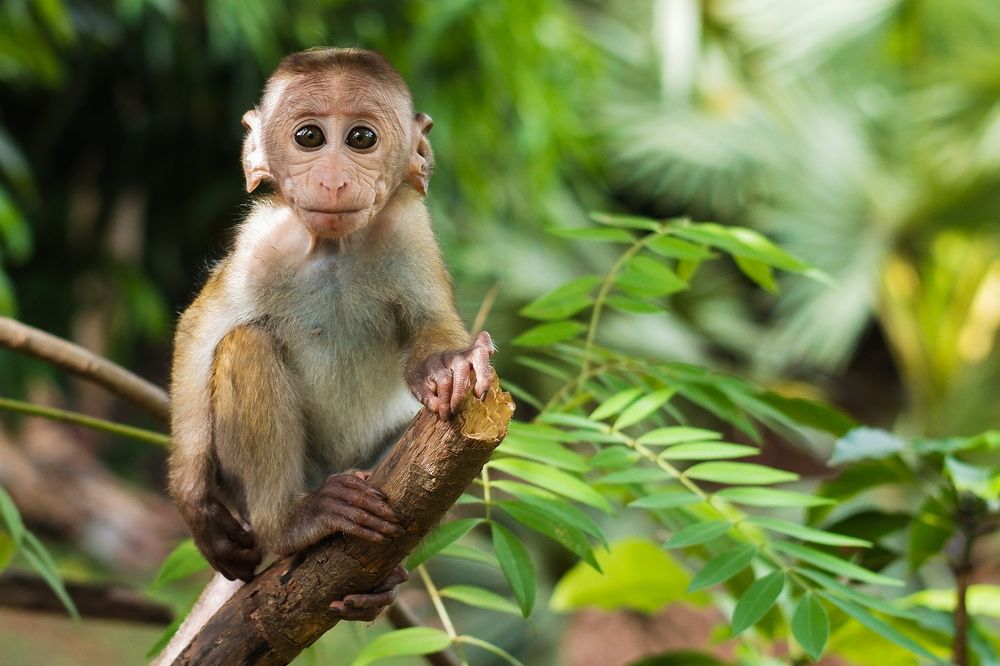 Monkey chield