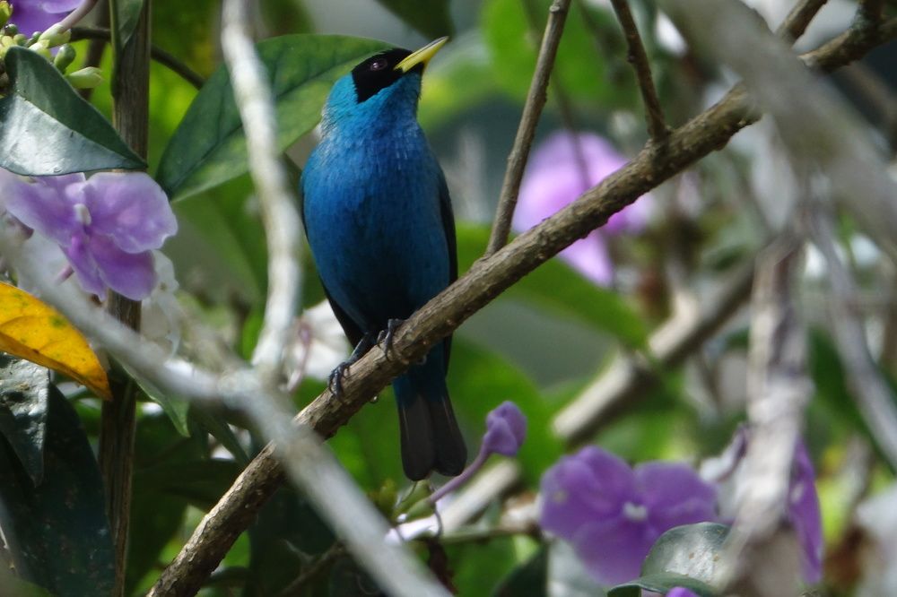 El color de la primavera