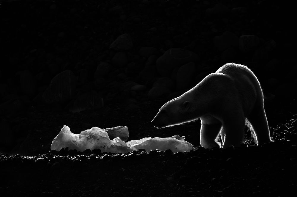 Polar bear in backlight 4 mono