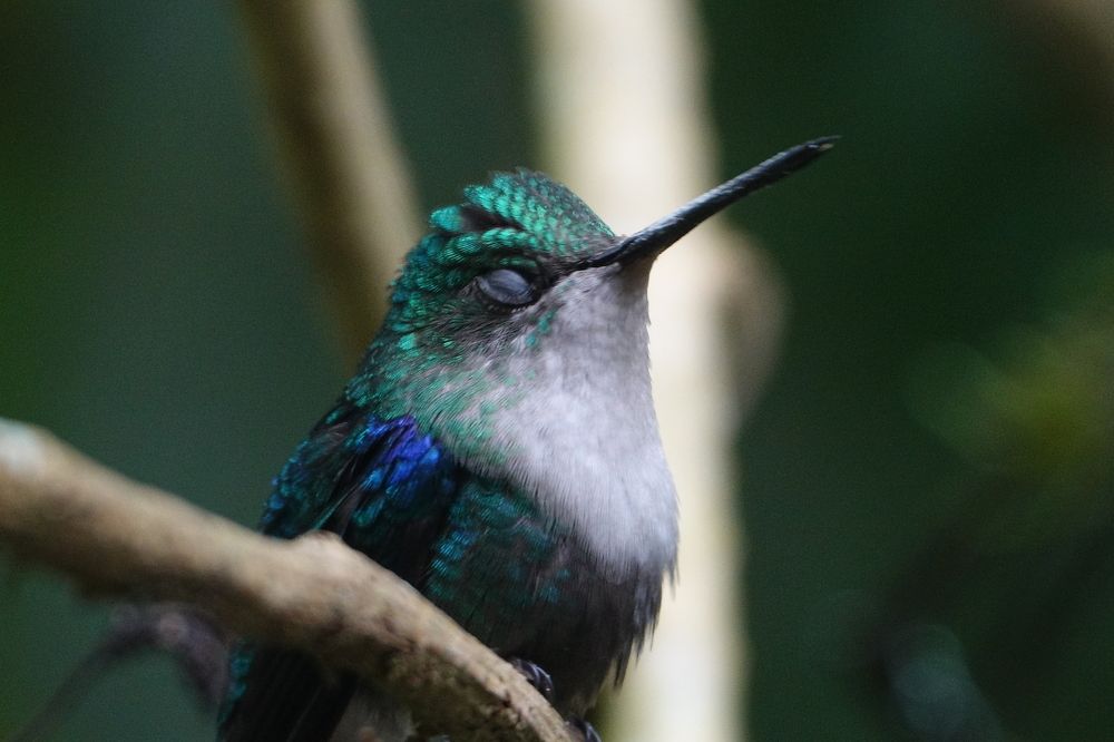 El dulce sueño de un colibrí