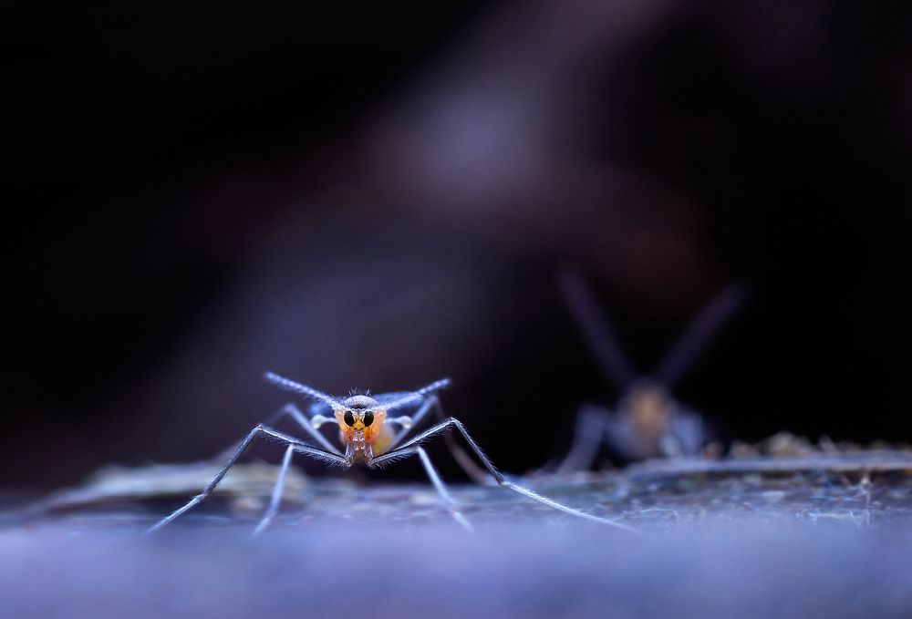 Лунный десант