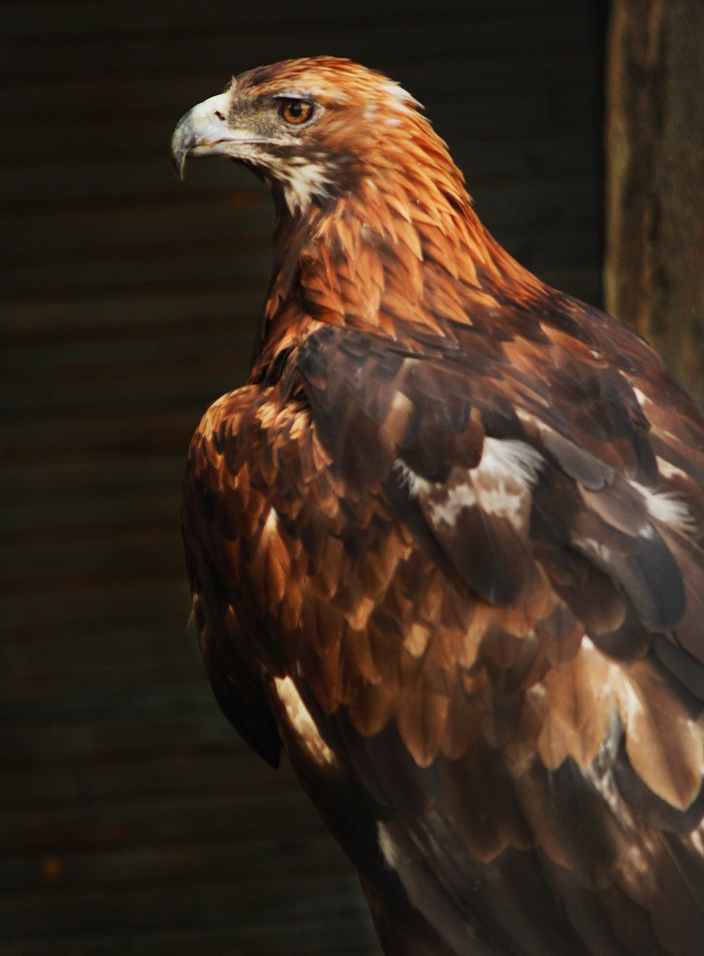 степной орел(tawny eagle)