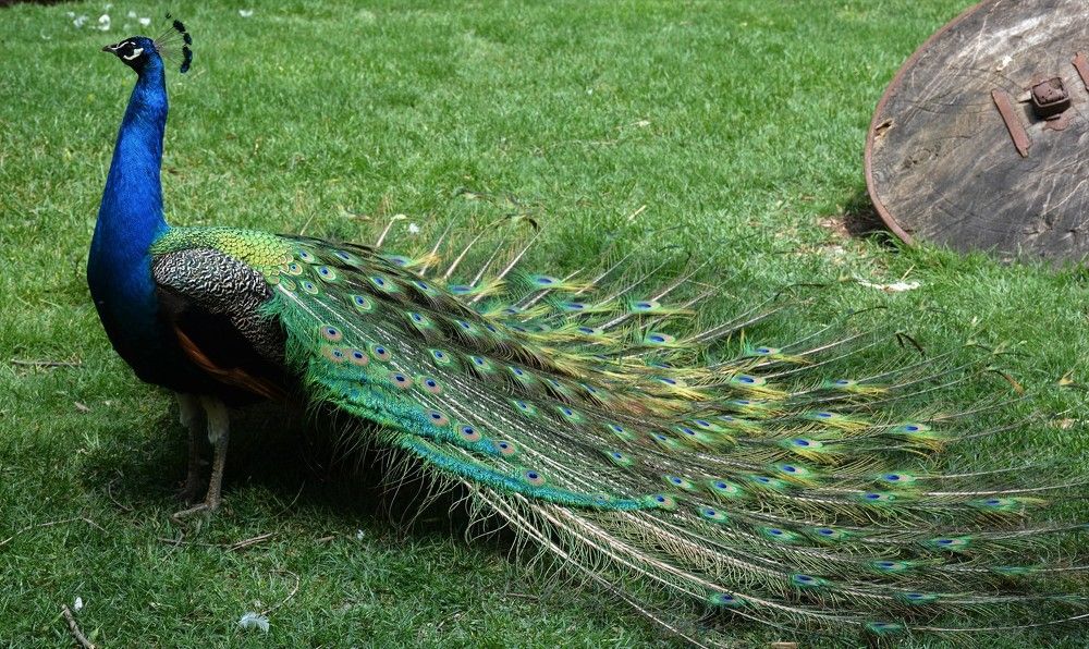 Photograph by Naim Iseni