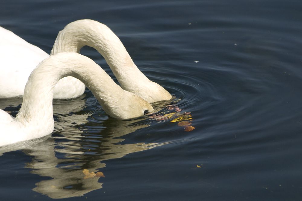 Смотри, смотри