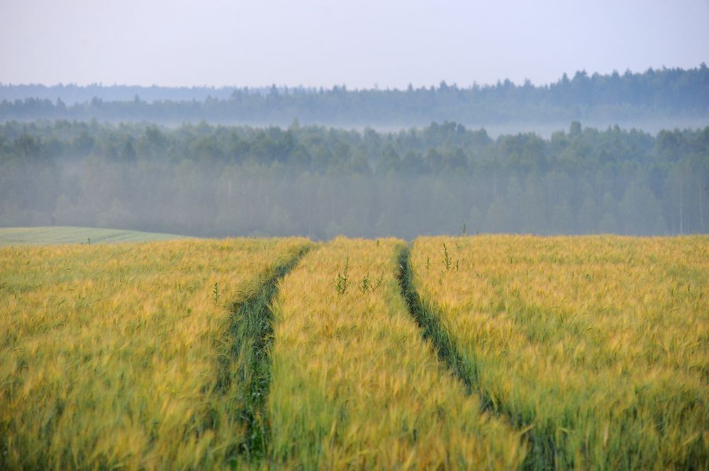 Дорога в поле