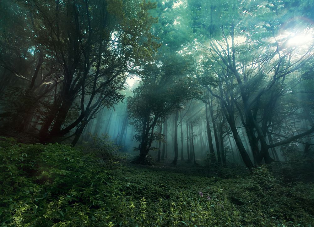 Где-то в лесу.