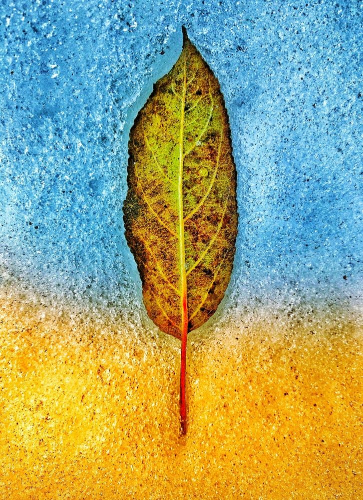 Фруктовый лед