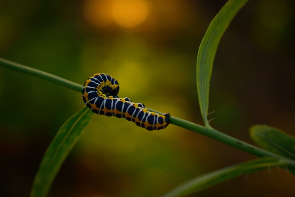 Красота в замирании