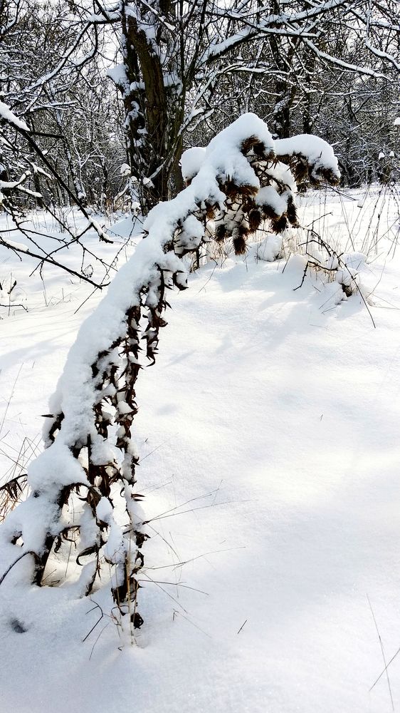 Зимняя фонтазия