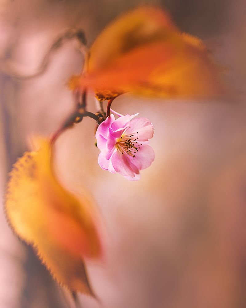 ...вишня осенью