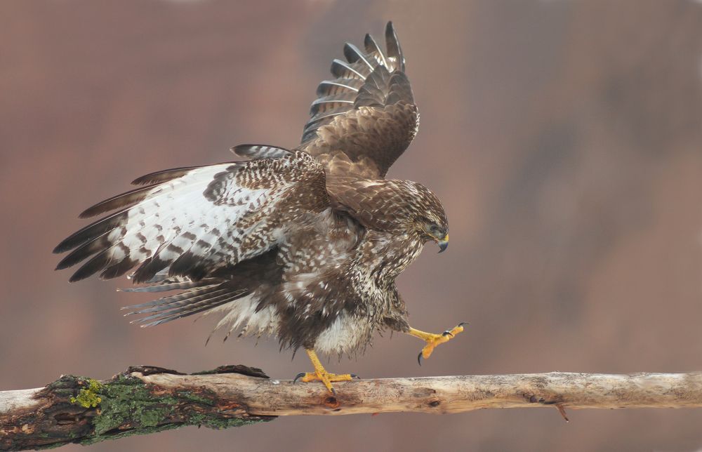 Канюк.(Buteo buteo)