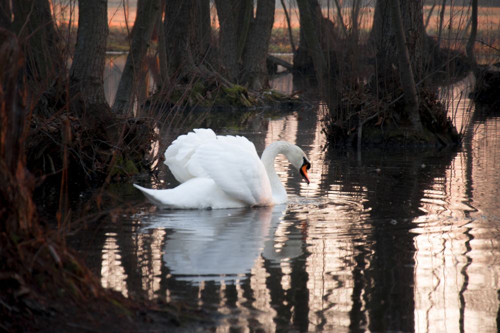 Лебедь в закате