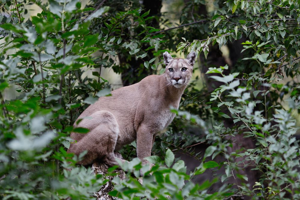 Прекрасная Пума