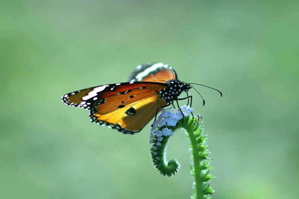 PLAIN TIGER BUTTERFLY