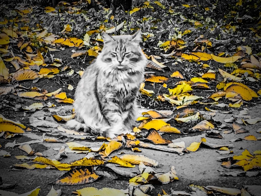 Кот