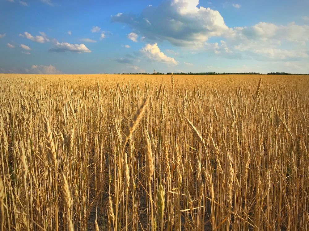 Хлебный край