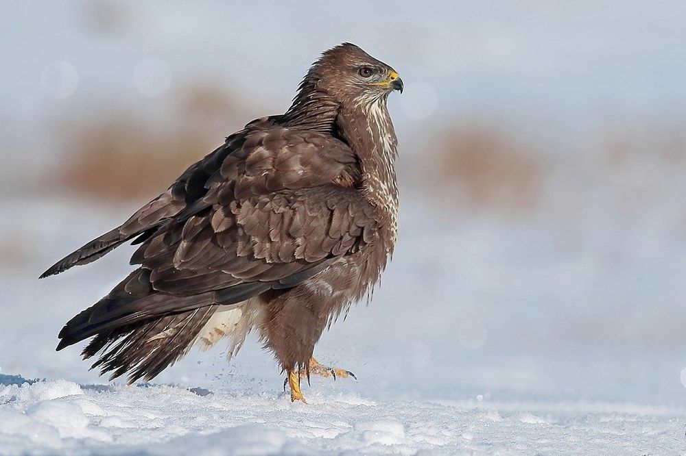 Photograph by Георги Славов