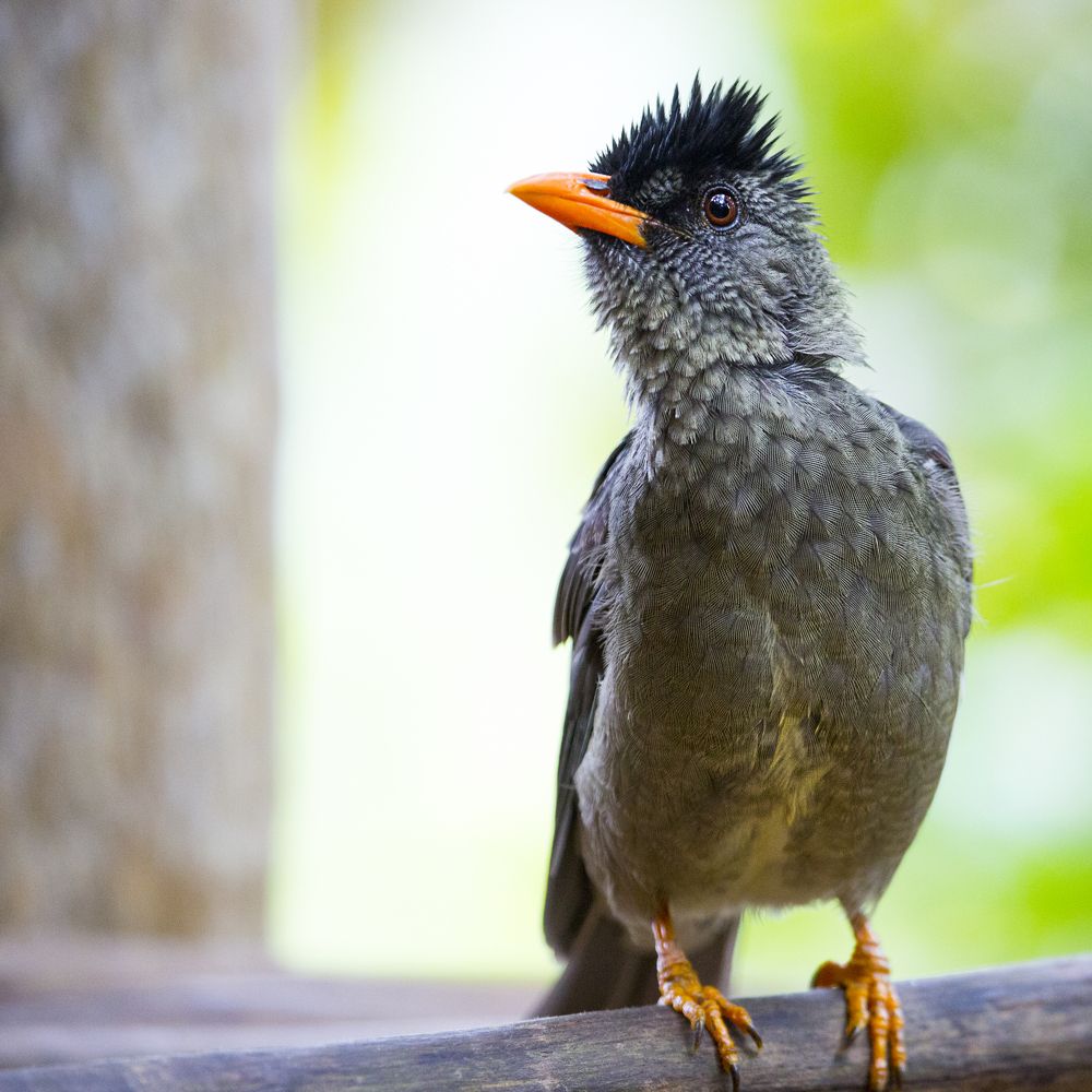 Сейшельский соловей