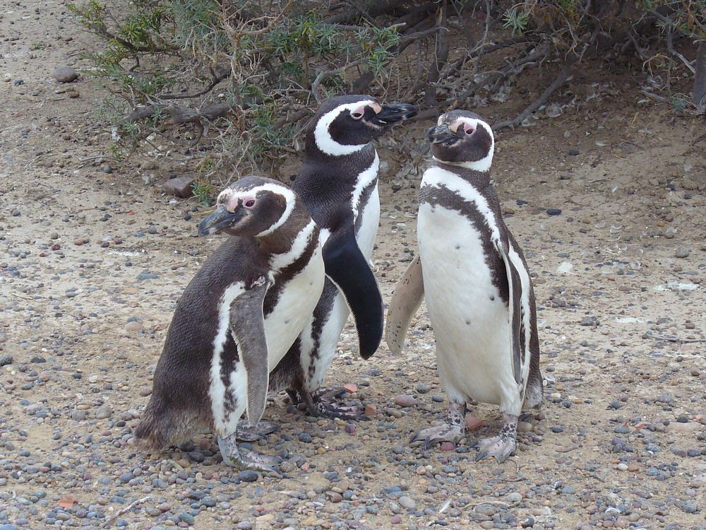 Penguins