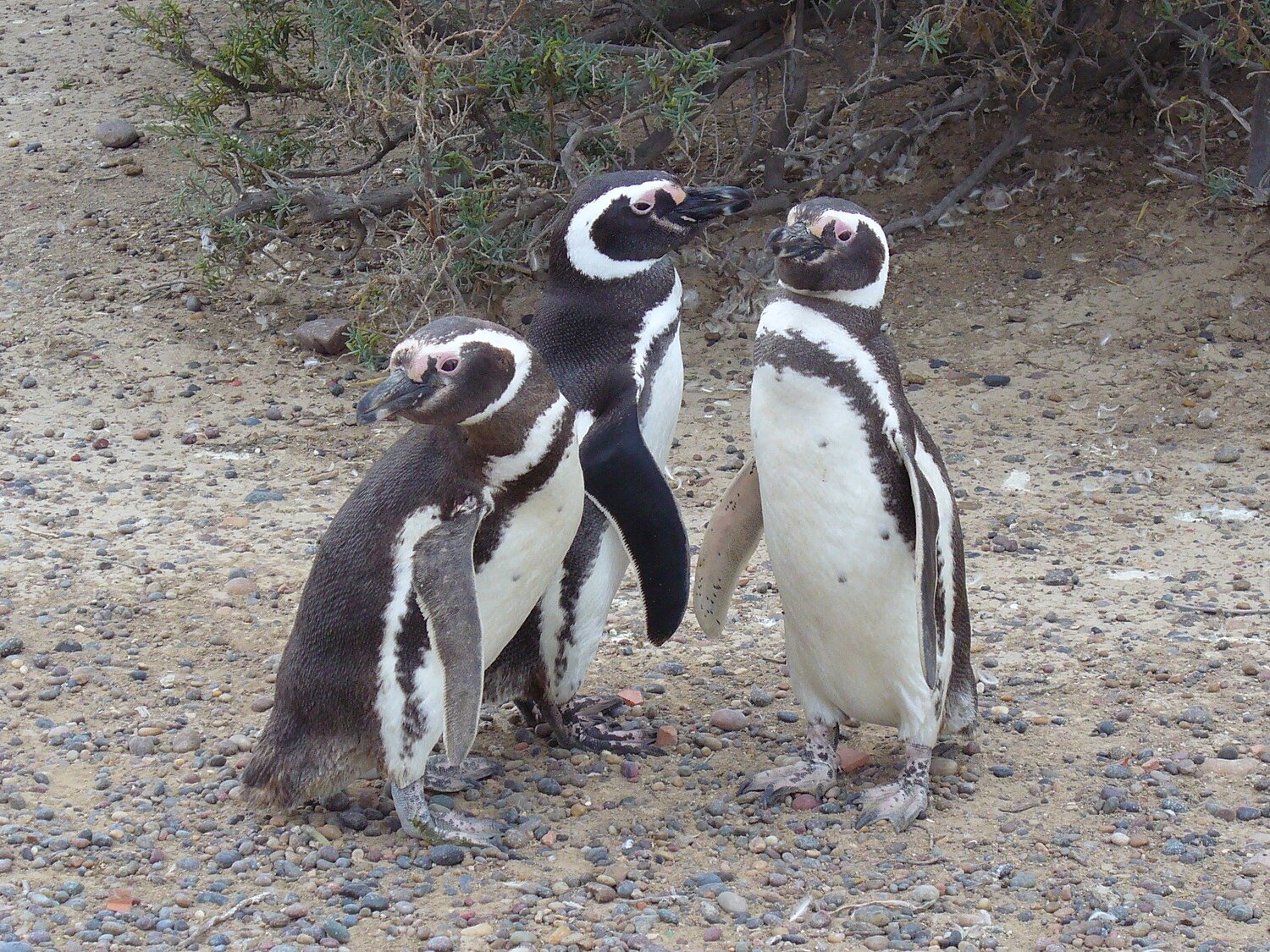 Penguins