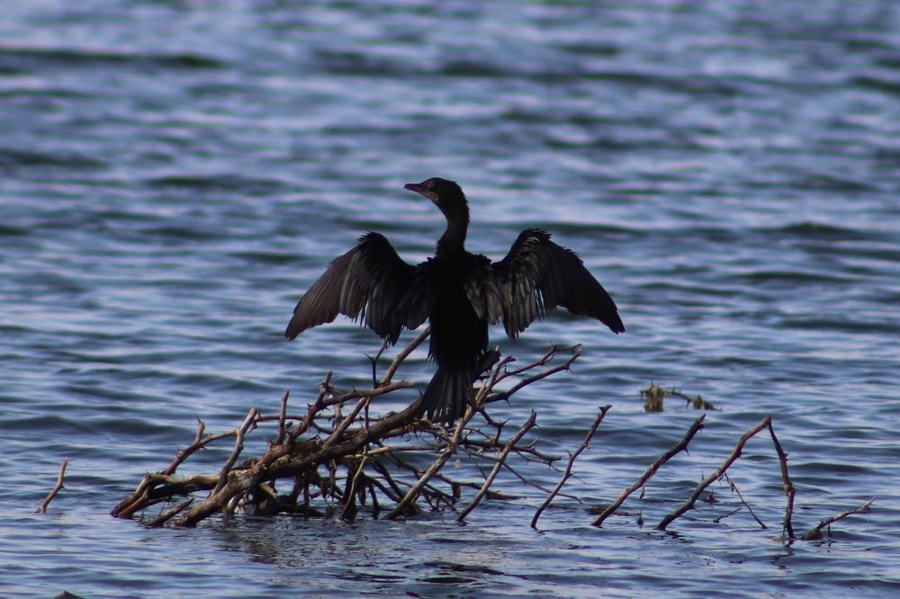 CORMORANT