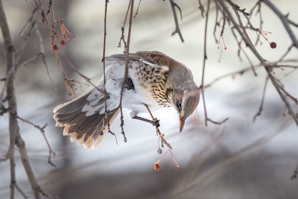 Photograph by Елена Черненко