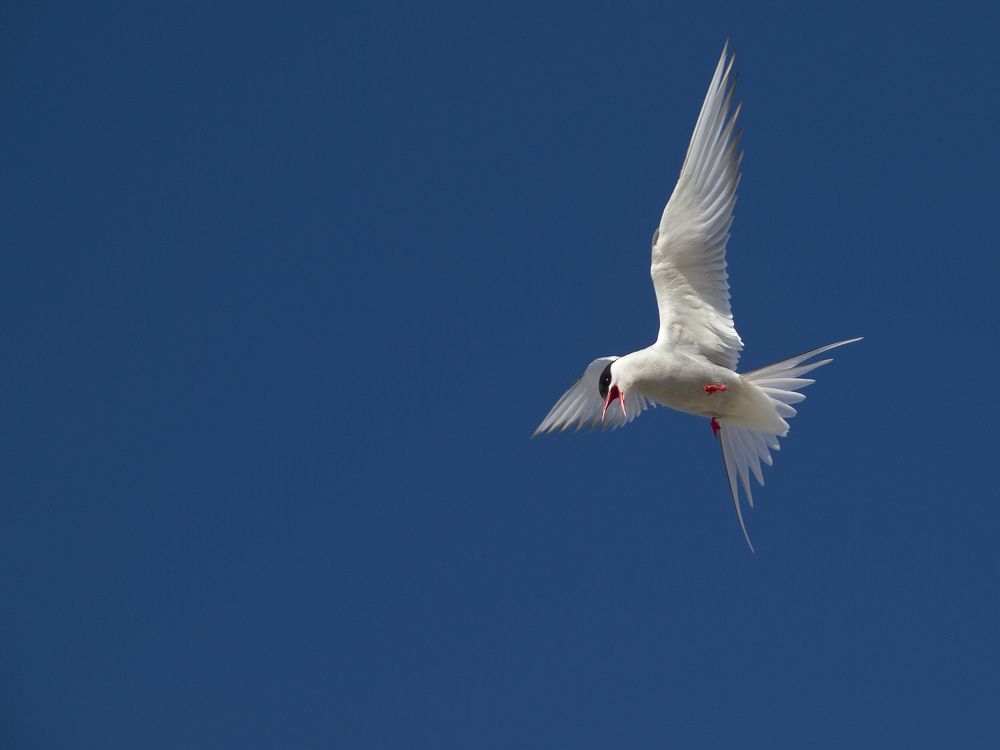 Полярная крачка