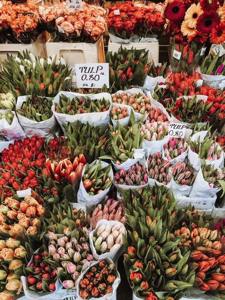 Тюльпаны в декабре