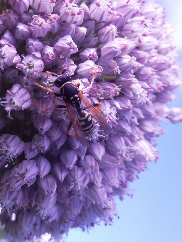 Photograph by Стефанова Татьяна