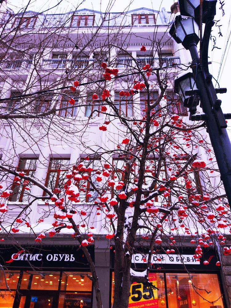 Рябина в снегу