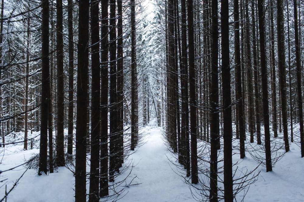 Photograph by Сергей Синелобов