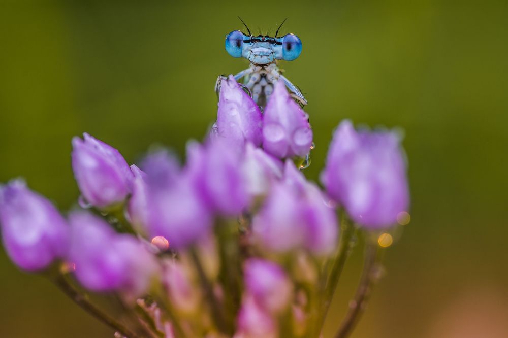 Утренняя стрекозка