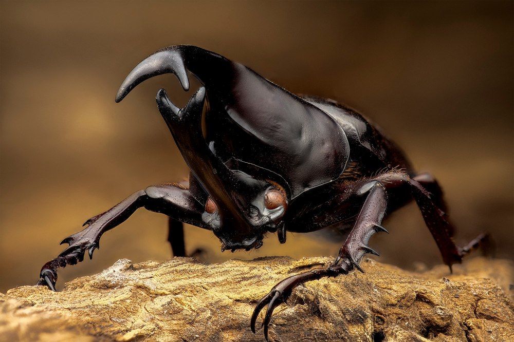 Rhinoceros beetle