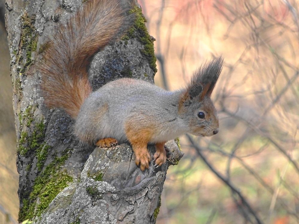 Любопытство на закате