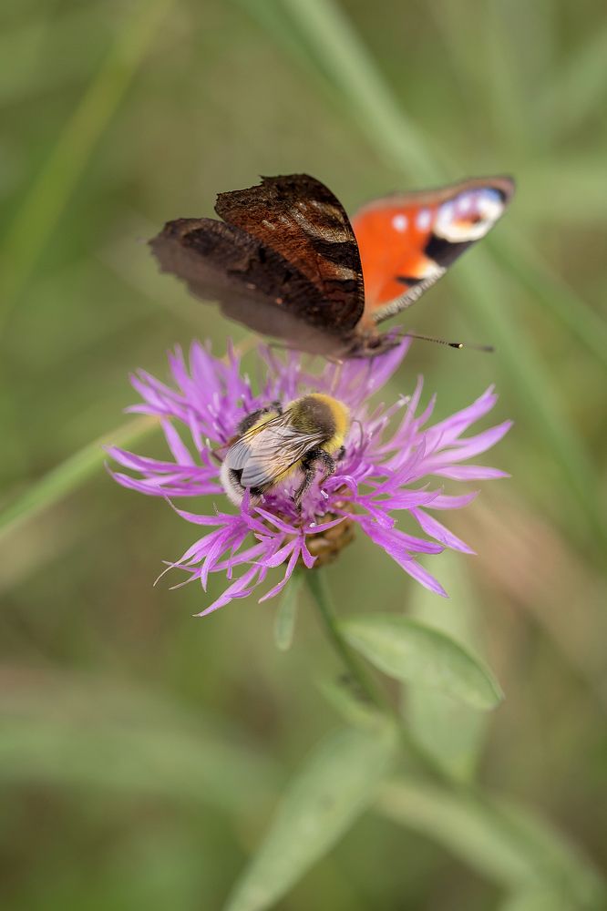 Совместный обед