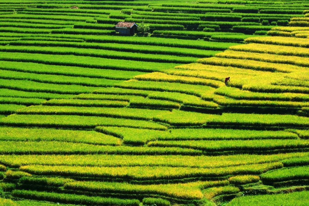 Rice Terraces