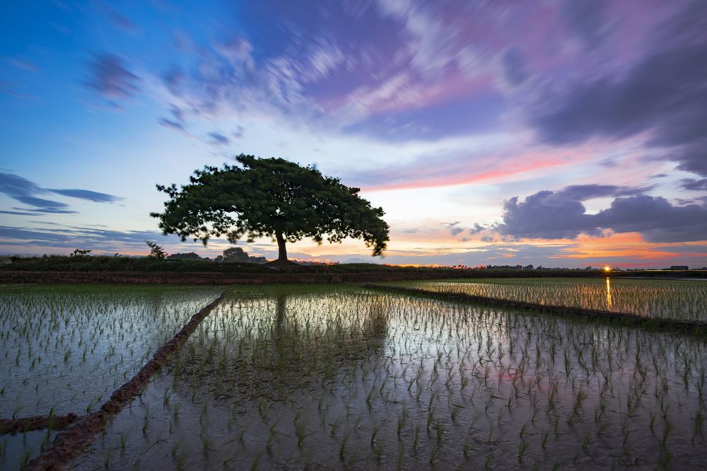 Lonelytreeonthefield