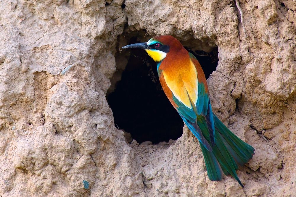 Золотистая щурка у гнезда