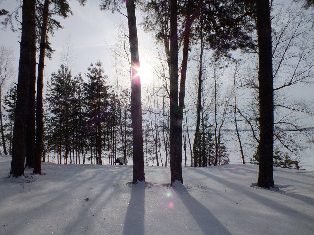Красоты зимнего леса!