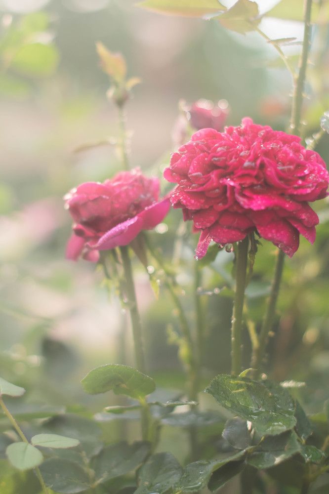 Розовый туман