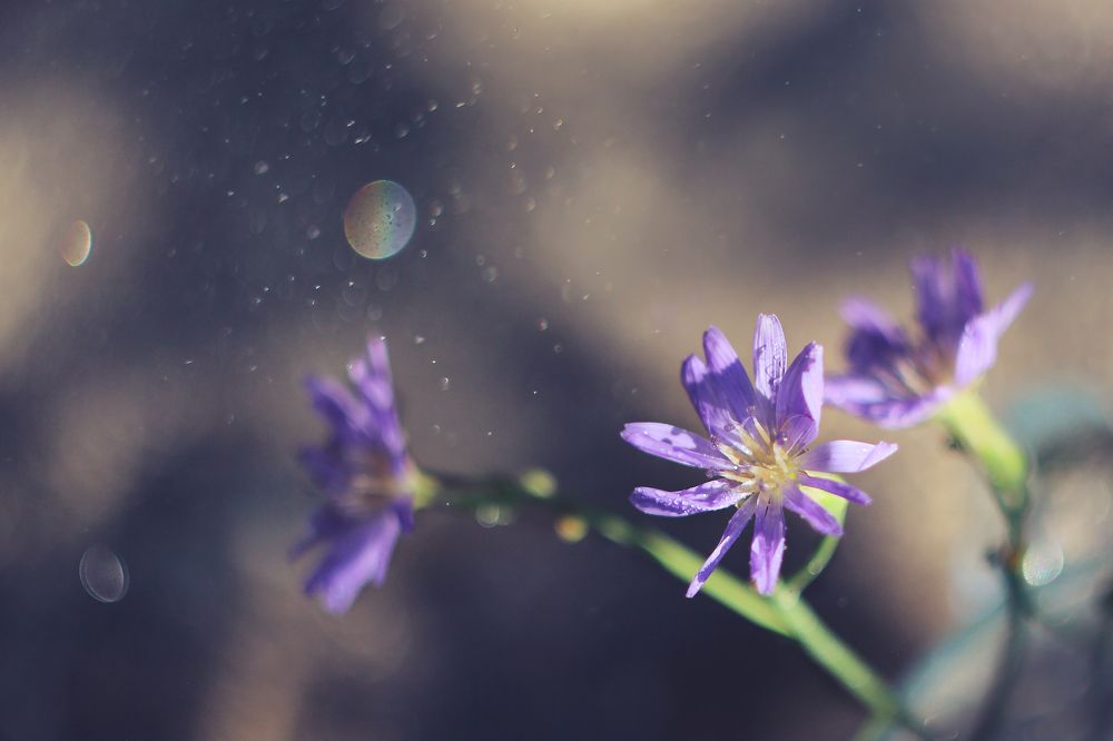 Photograph by Ольга Литвинова