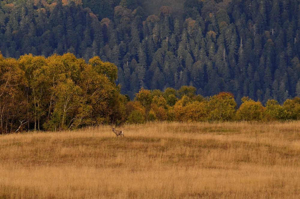 Среда обитания