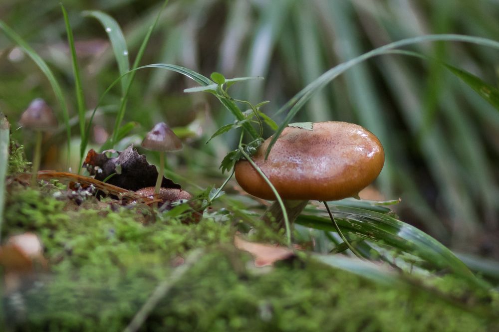 Осень близка