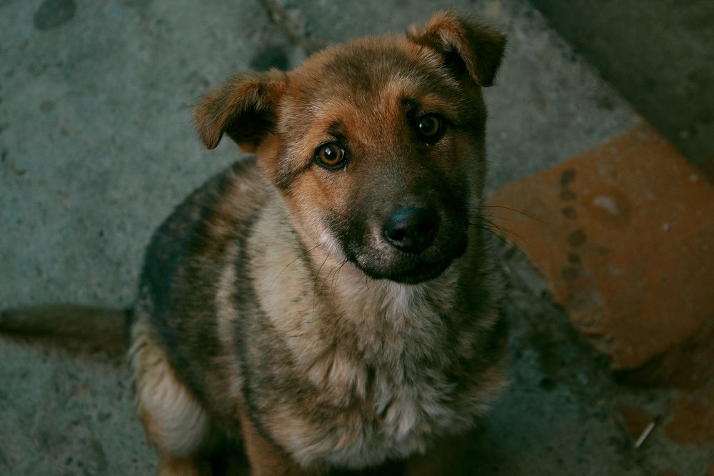 Грустный щенок