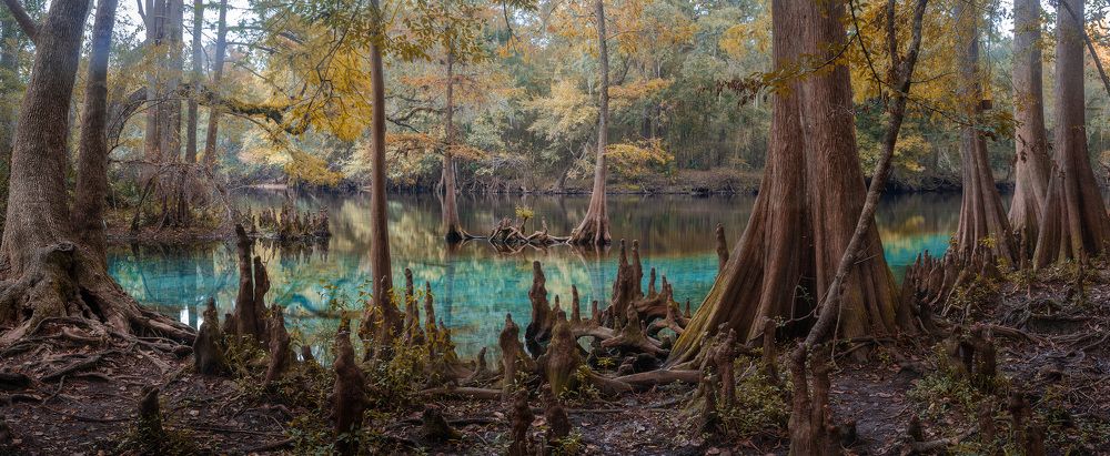 Florida Cypress Swamp