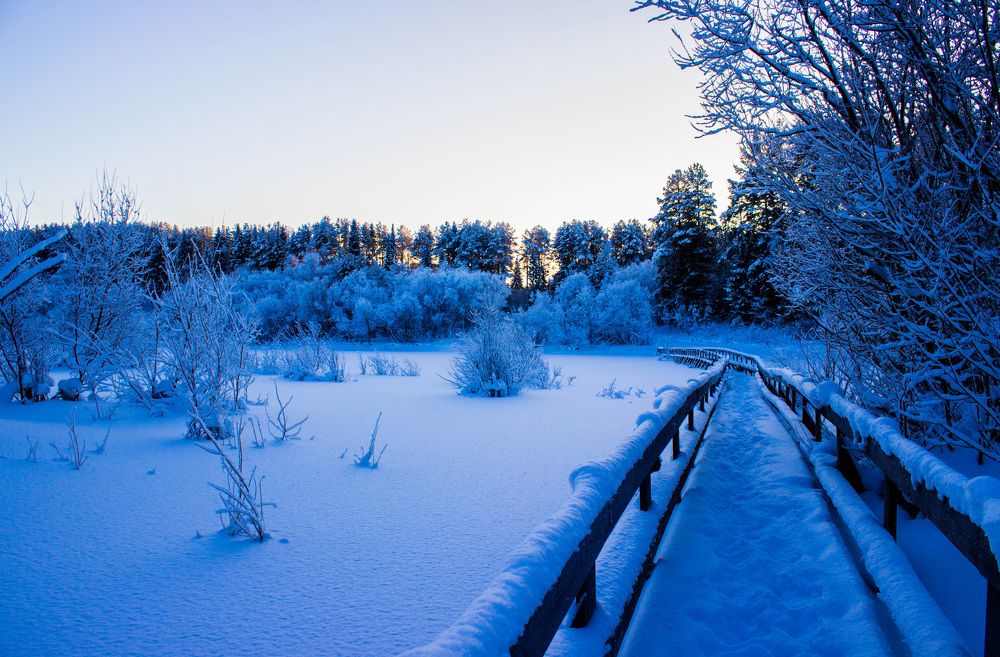 Безмятежность зимнего леса