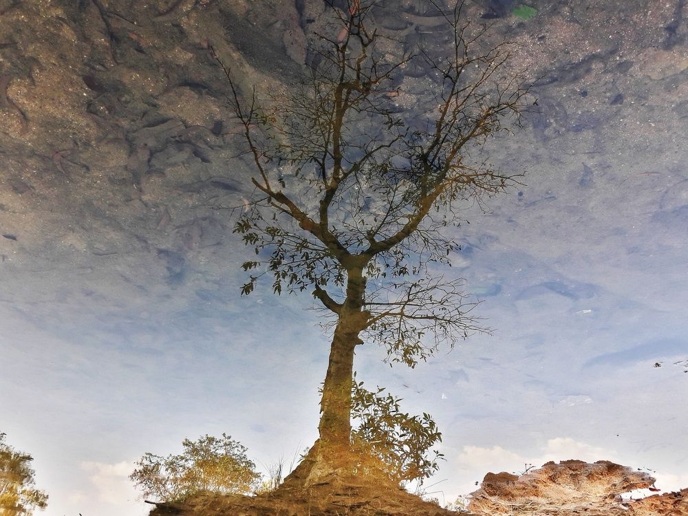 Tree image on water.